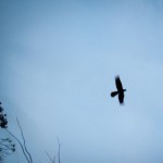 Share Accommodation -  Looking for Share Accommodation 